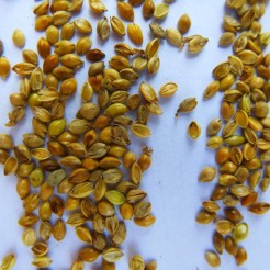 Barnyard millet grains, but not seed quality