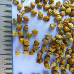 Barnyard - millet seeds