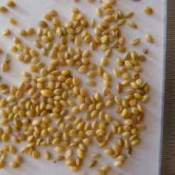 Foxtail millet grains, but not seed quality