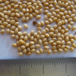 Foxtail millet seeds