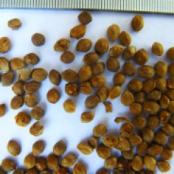 Kodo millet seeds