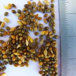 Little millet grains, but not seed quality