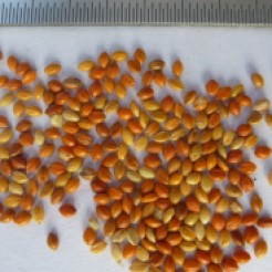 Red foxtail millet grains, but not seed quality