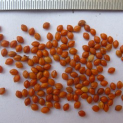 Red foxtail millet seeds