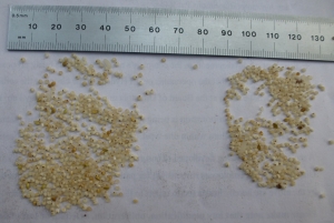 Barnyard millet rice - two different quality samples